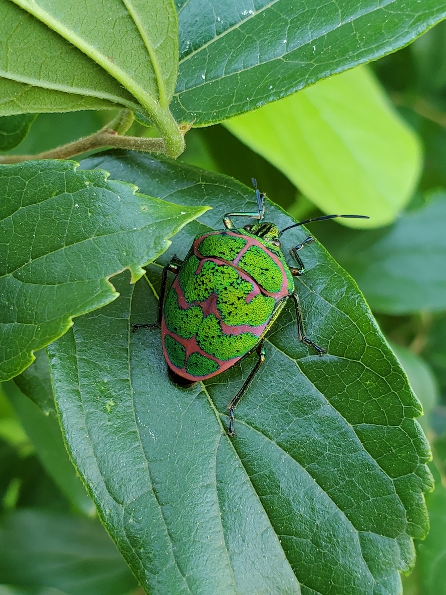 アカスジキンカメムシ 虫暮れ アカスジキンカメムシ 虫暮れ