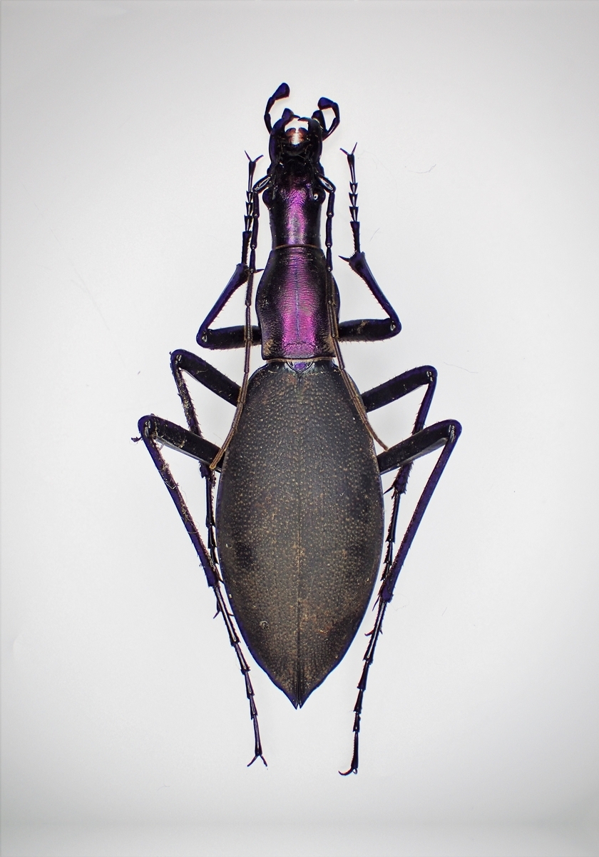 蝸牛被最大種】フクエマイマイカブリ ホンマイマイカブリ 昆虫標本