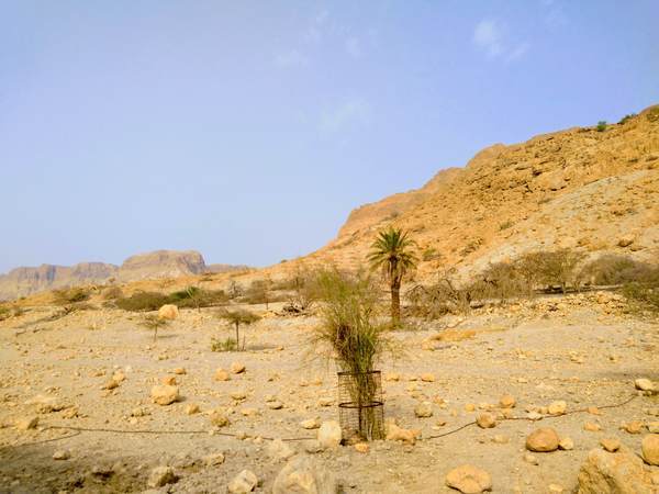 エン・ゲディ国立公園の入口付近