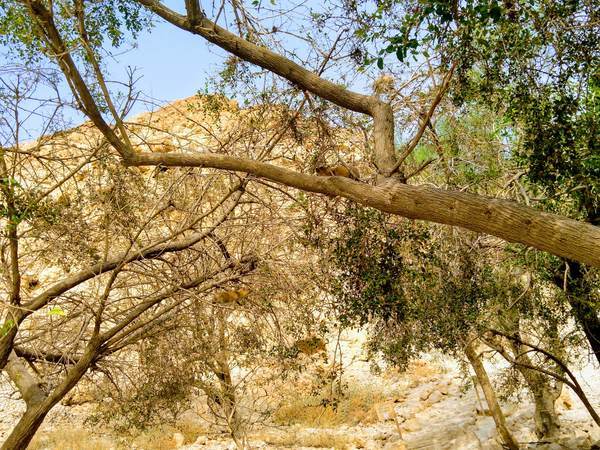 木によじ登っている小動物