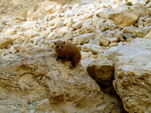 ケープハイラックス