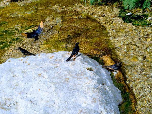 トリストラムの羽ばたく姿