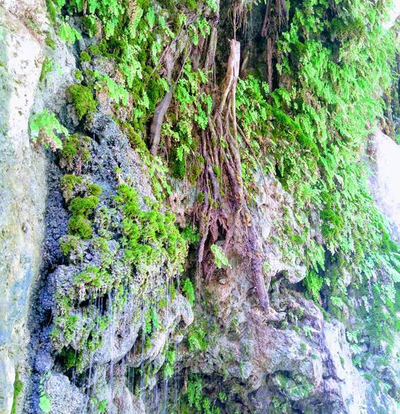 岩壁に生い茂る苔