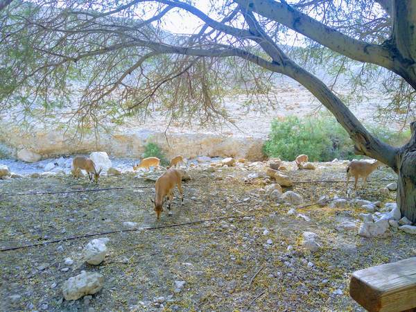 ヌビアアイベックス