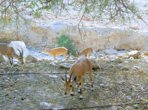 ヌビアアイベックスの子ども