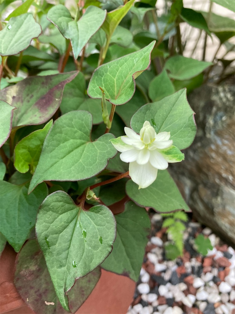 一夜にしてならず お茶で綺麗道