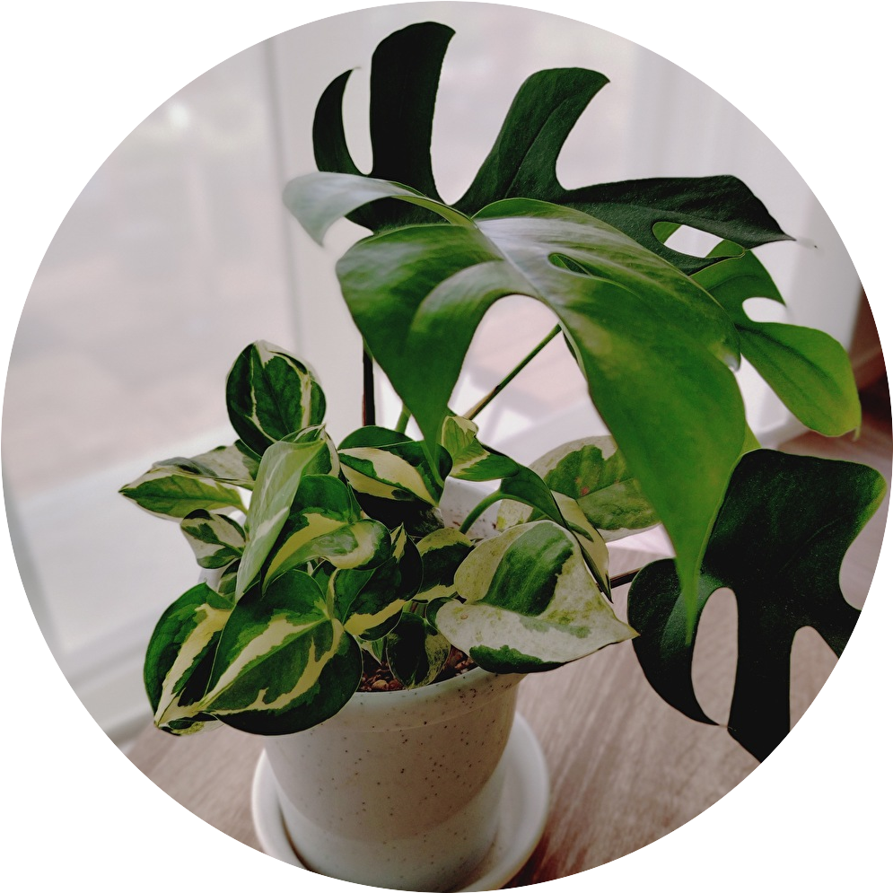 寄せ植え：ポトスとヒメモンステラ - Green Piece