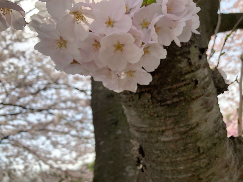 f:id:MyStory:20220403215138j:image f:id:MyStory:20220403215138j:image