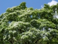 20100513114429