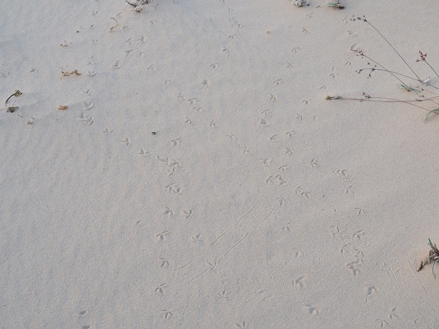 f:id:MysteryHunter:20180216145955j:plain f:id:MysteryHunter:20180216145955j:plain