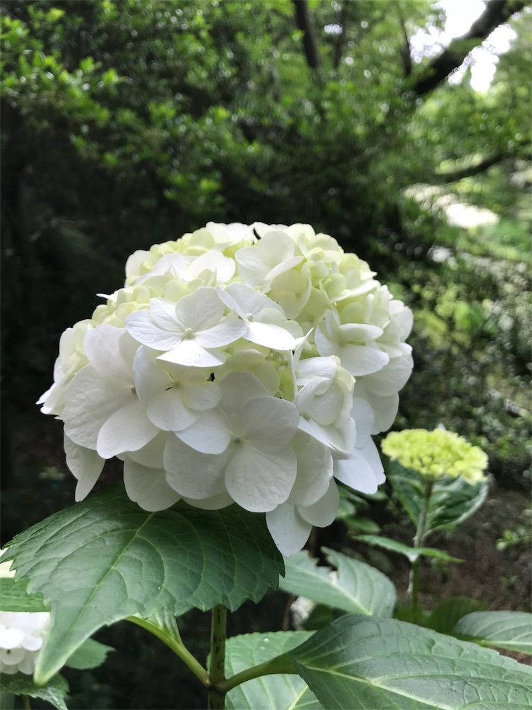 f:id:Myuu1212:20180624142357j:image