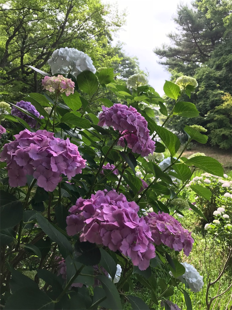 f:id:Myuu1212:20180624150132j:image