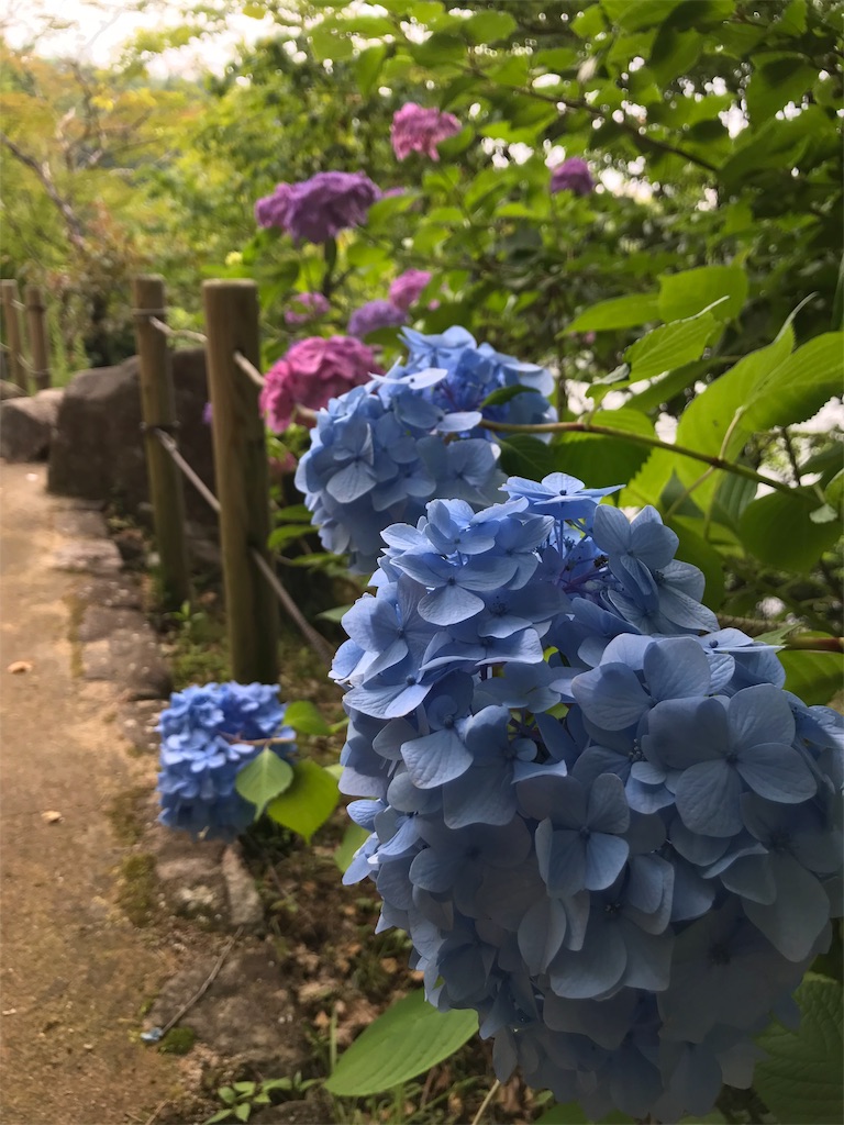 f:id:Myuu1212:20180624150840j:image