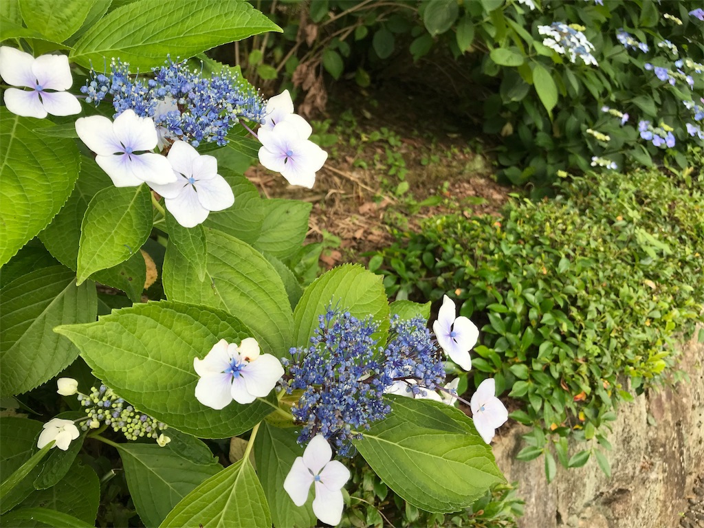 f:id:Myuu1212:20180624151046j:image