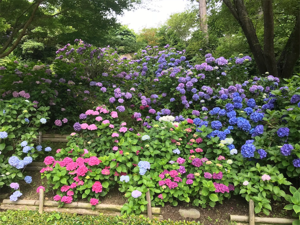 f:id:Myuu1212:20180624151207j:image