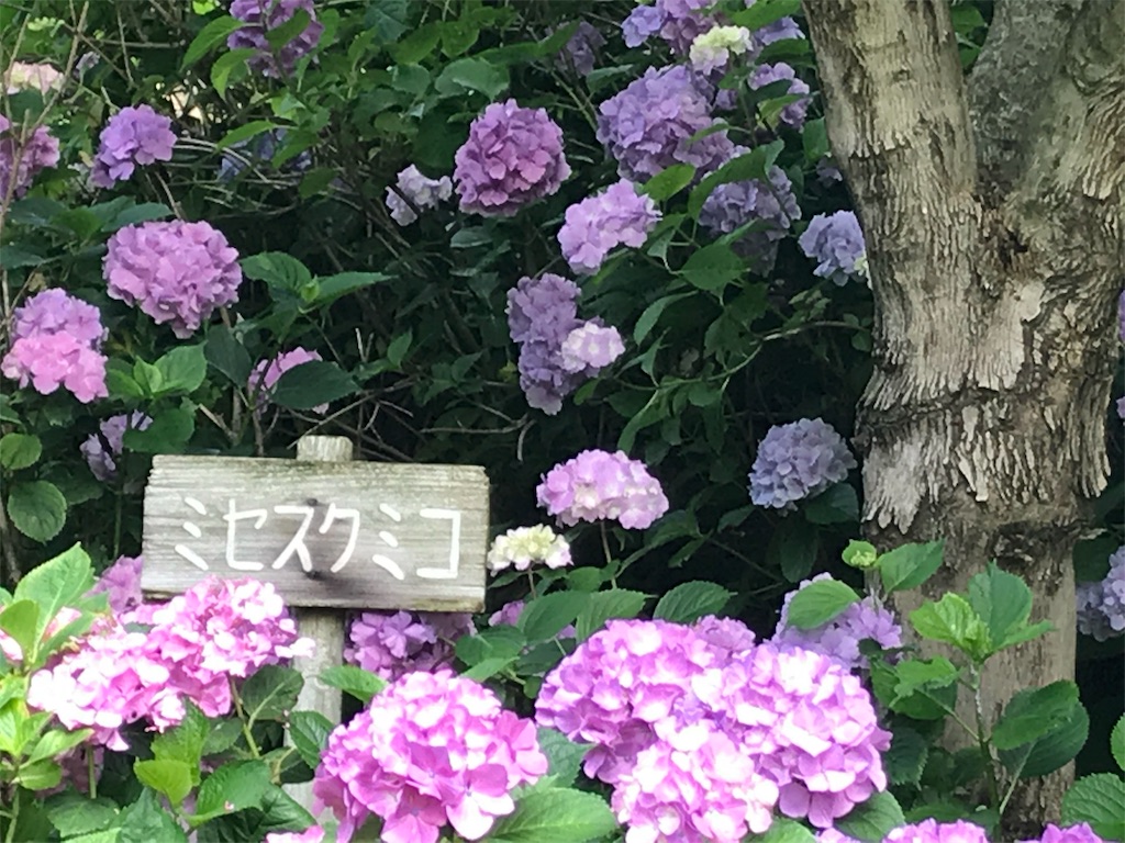 f:id:Myuu1212:20180624152331j:image