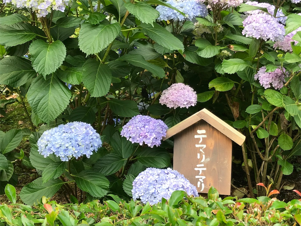 f:id:Myuu1212:20180624152353j:image