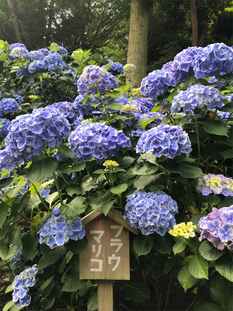 f:id:Myuu1212:20180624152421j:image
