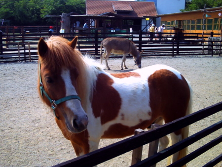 f:id:N----a:20090607191040j:image