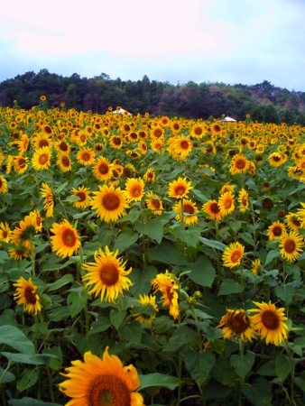 f:id:N----a:20090813174648j:image