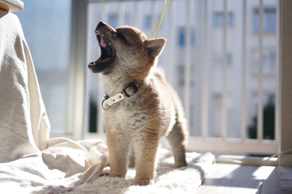 f:id:NABlog:20180114232607j:plain