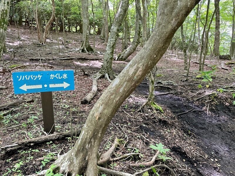 平治岳〜黒岳】男池から坊ガツルテント泊で周回。ミヤマキリシマ満開の