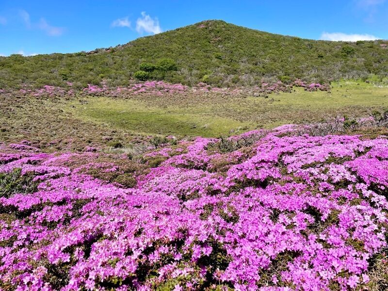 平治岳〜黒岳】男池から坊ガツルテント泊で周回。ミヤマキリシマ満開の