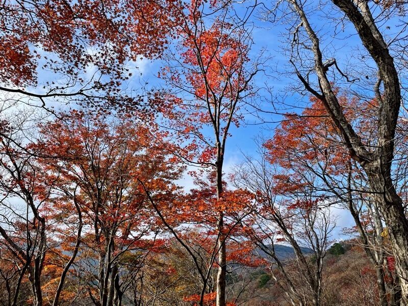 f:id:NACK-y:20250425020555j:image