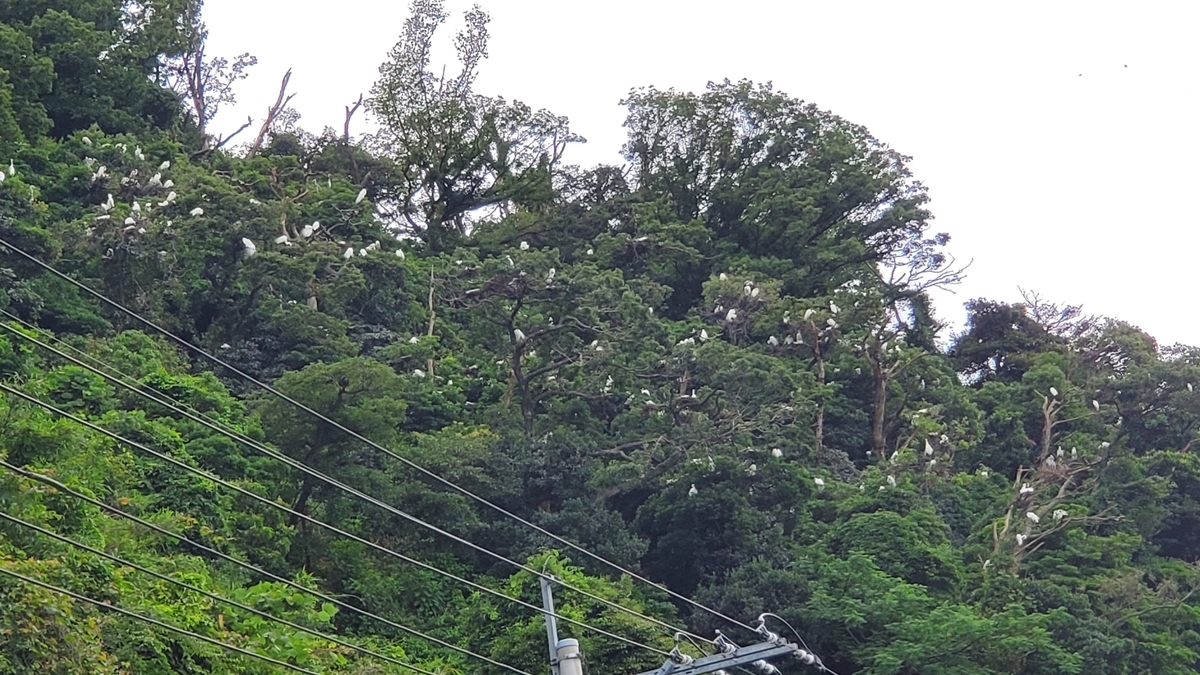 f:id:NAGOBUROGU:20200622225253j:plain f:id:NAGOBUROGU:20200622225253j:plain