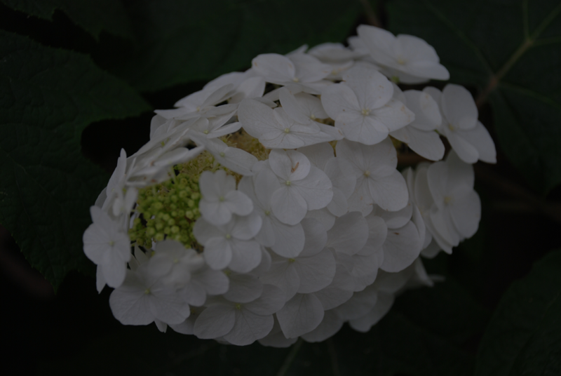 f:id:NAKAYAMA-Hiroshi:20130612160617p:image:w640