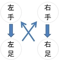 四足歩行は基本的に２パターン ナマオの四足研究所