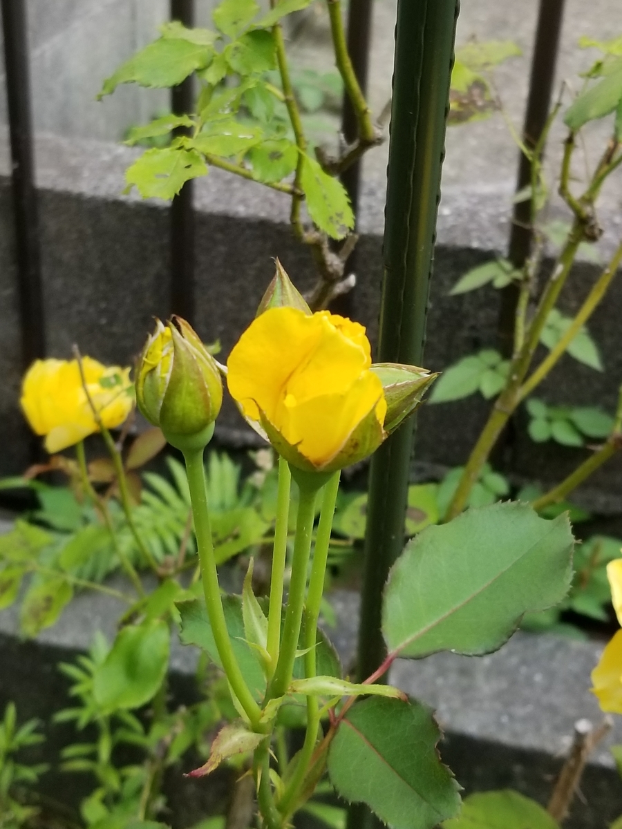 f:id:NANNCHATTENARSEMIMI:20200101112523j:plain f:id:NANNCHATTENARSEMIMI:20200101112523j:plain