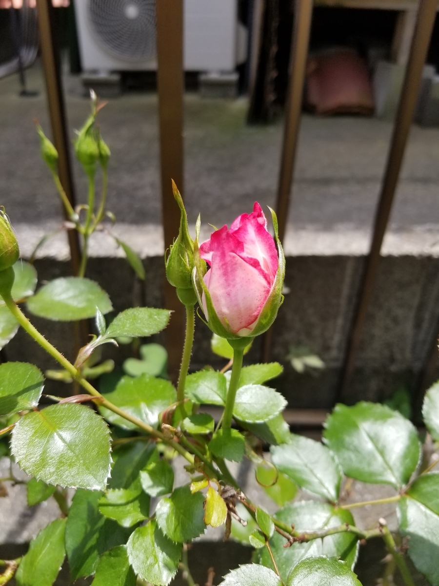 f:id:NANNCHATTENARSEMIMI:20200101112557j:plain f:id:NANNCHATTENARSEMIMI:20200101112557j:plain