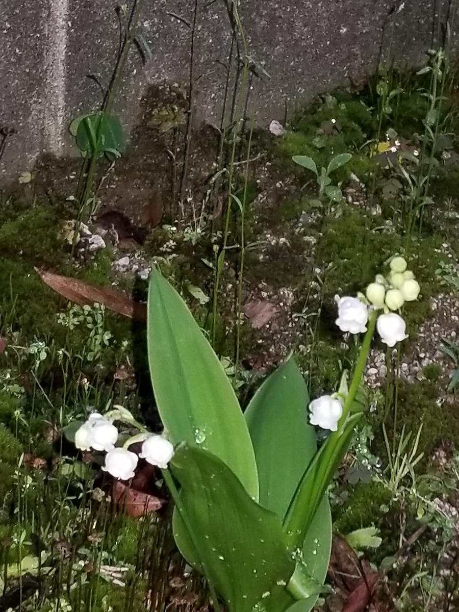 f:id:NANNCHATTENARSEMIMI:20200101112702j:plain f:id:NANNCHATTENARSEMIMI:20200101112702j:plain