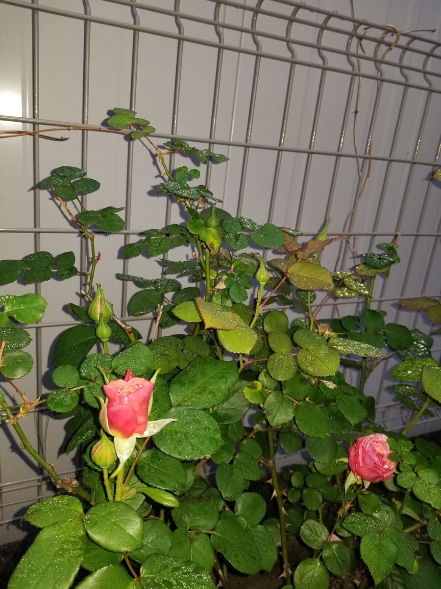 f:id:NANNCHATTENARSEMIMI:20200101112758j:plain f:id:NANNCHATTENARSEMIMI:20200101112758j:plain
