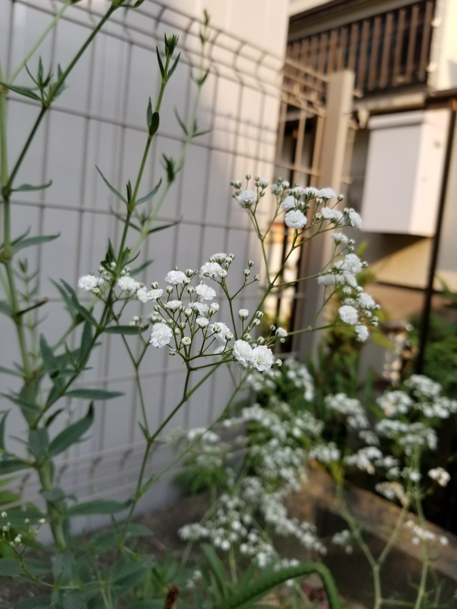 f:id:NANNCHATTENARSEMIMI:20200101112906j:plain f:id:NANNCHATTENARSEMIMI:20200101112906j:plain