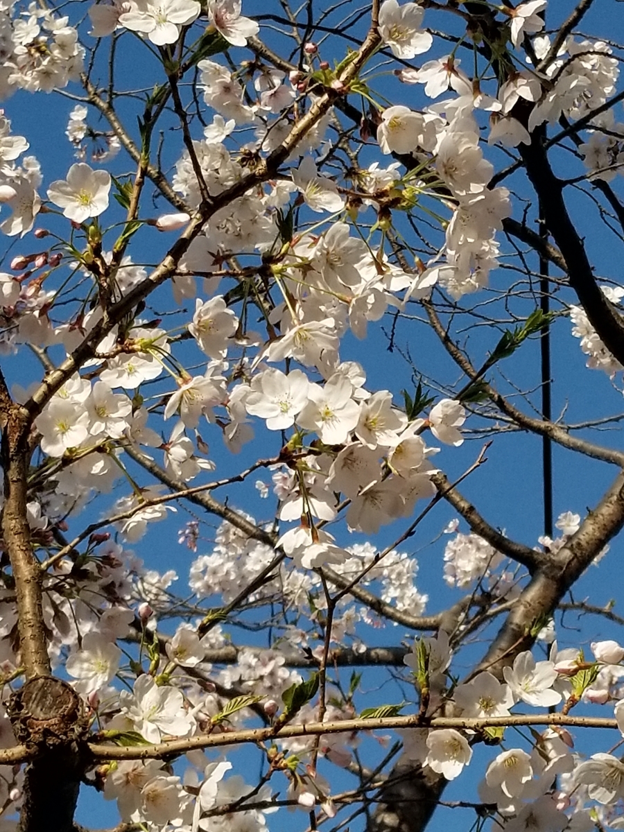 f:id:NANNCHATTENARSEMIMI:20200326095626j:plain f:id:NANNCHATTENARSEMIMI:20200326095626j:plain