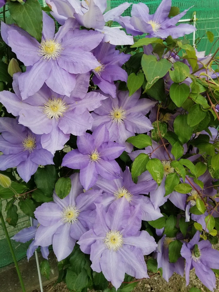 f:id:NANNCHATTENARSEMIMI:20200501192400j:plain f:id:NANNCHATTENARSEMIMI:20200501192400j:plain