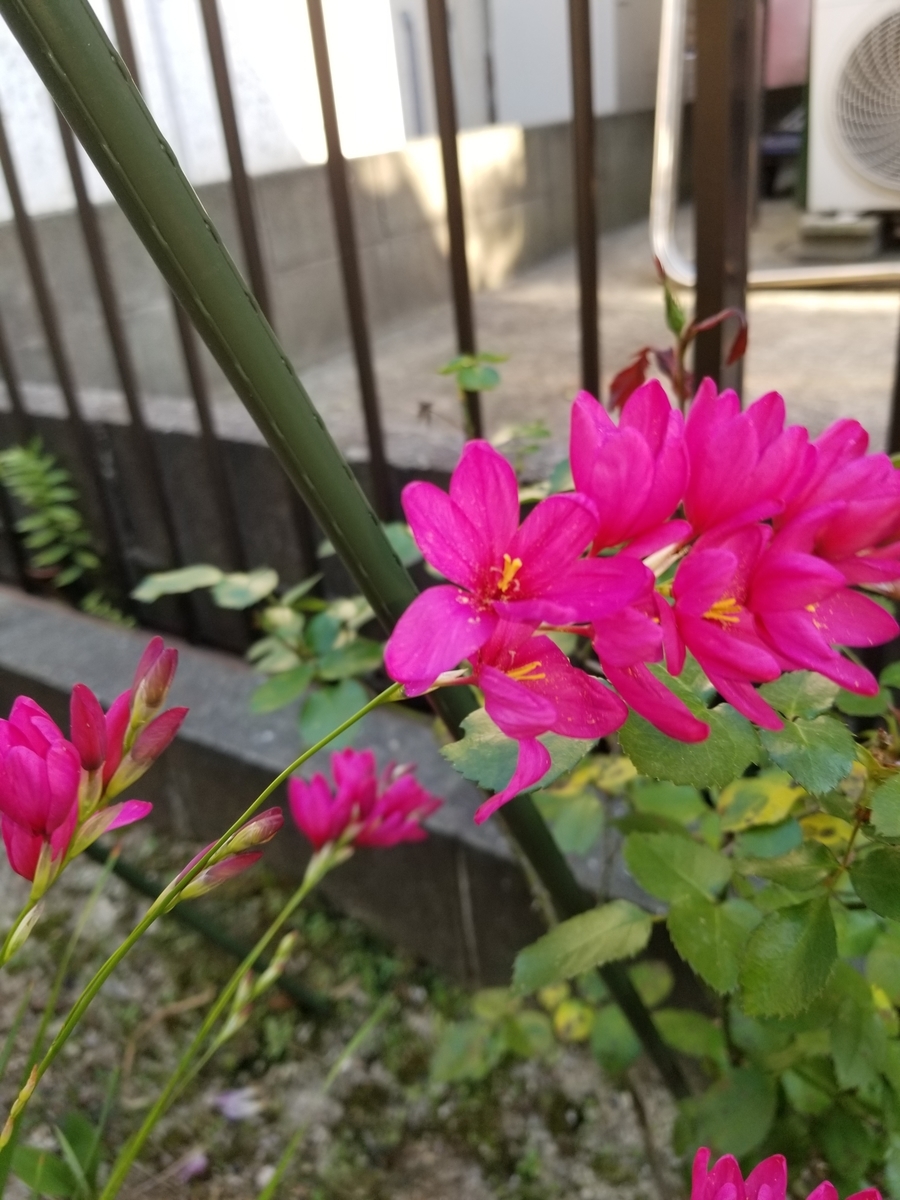 f:id:NANNCHATTENARSEMIMI:20200501192420j:plain f:id:NANNCHATTENARSEMIMI:20200501192420j:plain