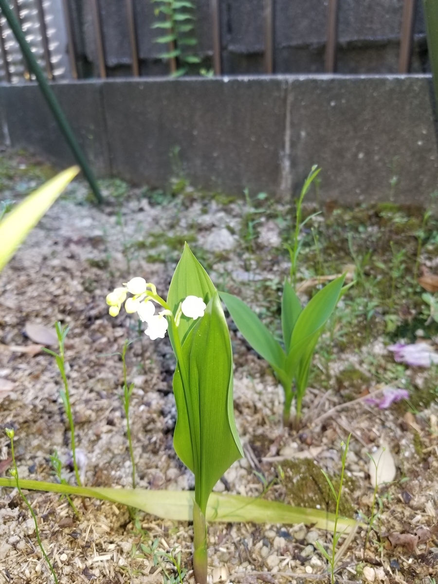 f:id:NANNCHATTENARSEMIMI:20200501192445j:plain f:id:NANNCHATTENARSEMIMI:20200501192445j:plain