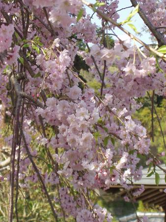 f:id:NAT:20050409151614:image