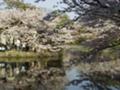 [花][桜]水面に映る桜@鶴岡八幡宮の源氏池