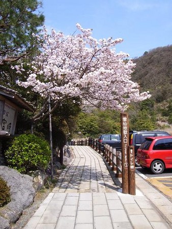 地獄への入り口に咲くさくら？