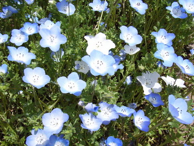f:id:NAT:20060506125212j:image