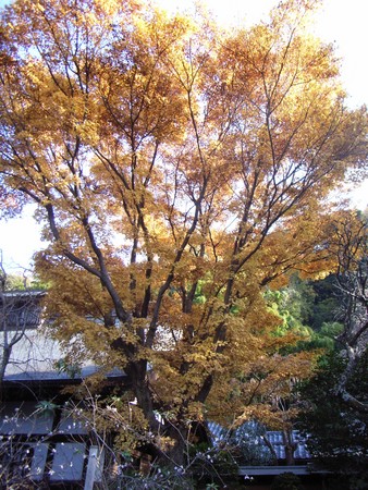  瑞泉寺のカエデ