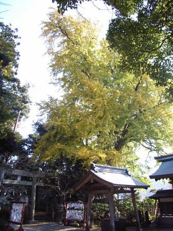  荏柄天神社のイチョウ