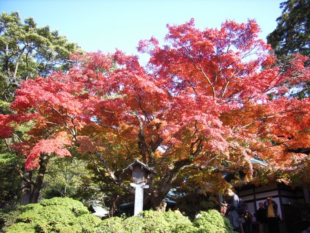 f:id:NAT:20061203014603j:image
