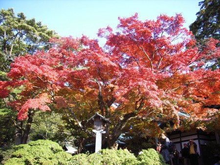  鎌倉宮のカエデ