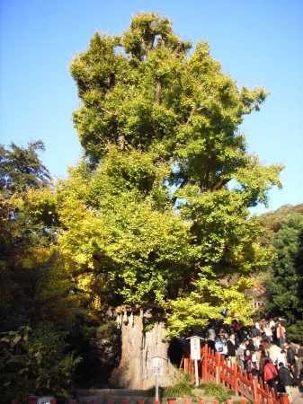  鶴岡八幡宮の大銀杏