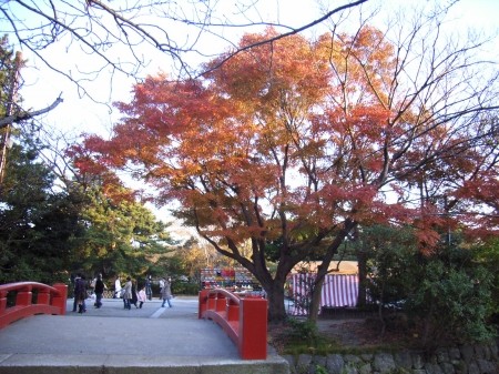  鶴岡八幡宮の平家池入り口のカエデ